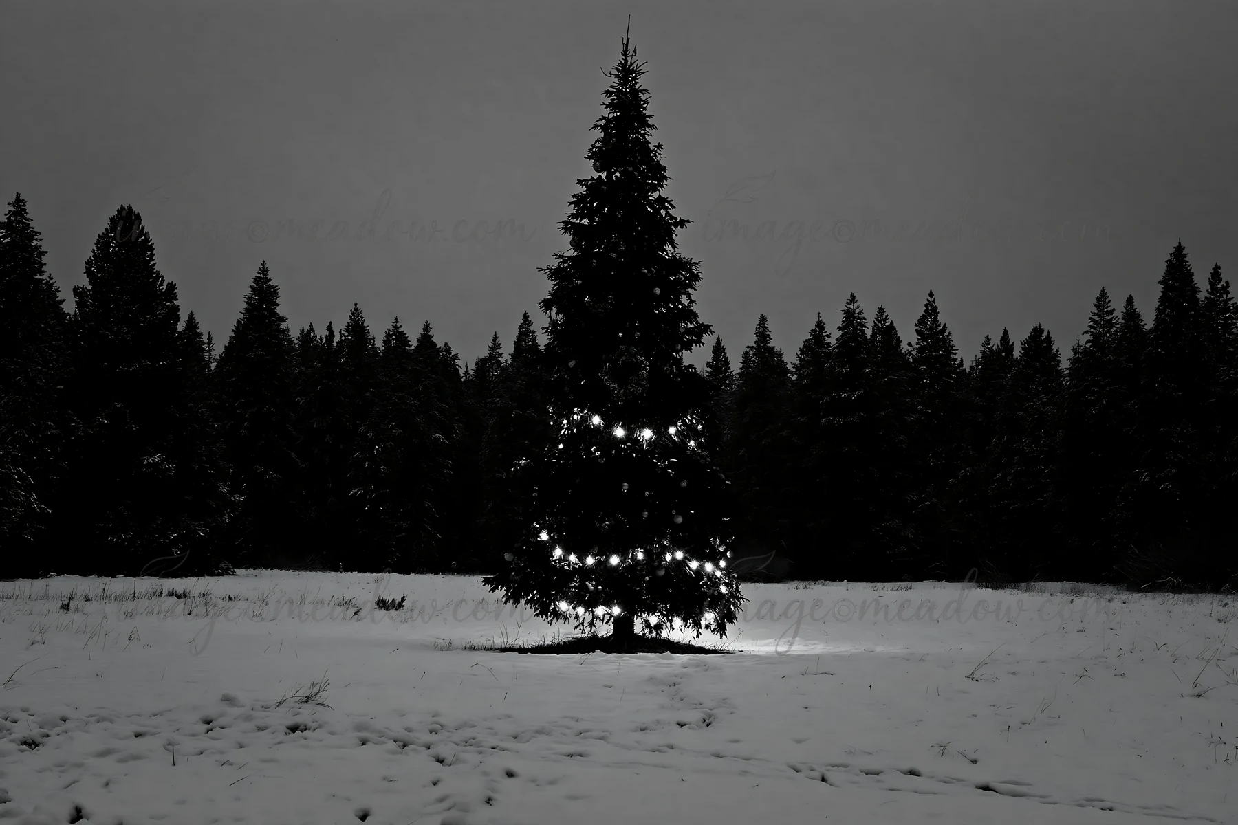 A decorated Christmas tree stands alone in a snowy meadow, surrounded by dark woods. The tree is lit with bright lights, contrasting with the white snow and the