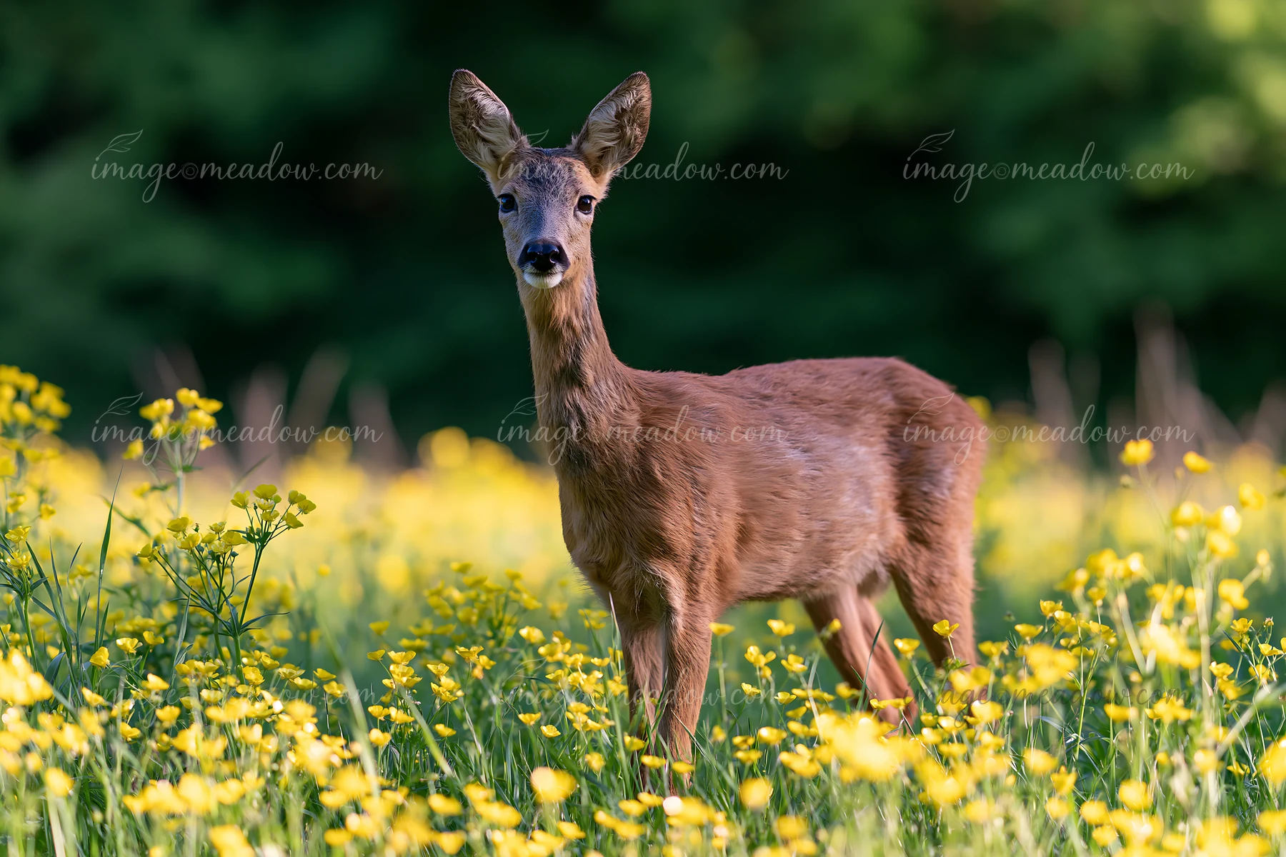 Deer stands among yellow wildflowers at the edge of a sunny meadow with woodland behind it.