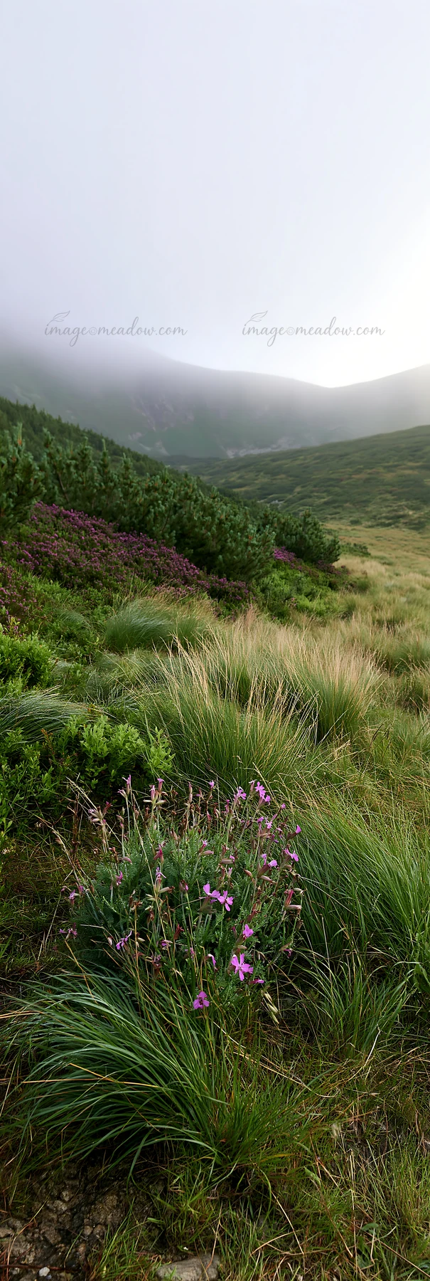 A dewy meadow is seen in the mountains with wildflowers growing among the grasses. Fog covers the mountains in the background during early morning hours, creati