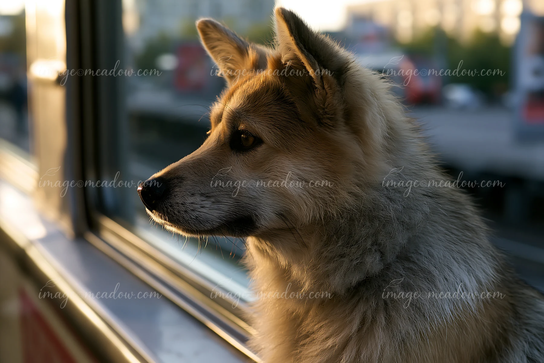 Dog looks through a train window in close-up profile with warm light and a blurred city background.