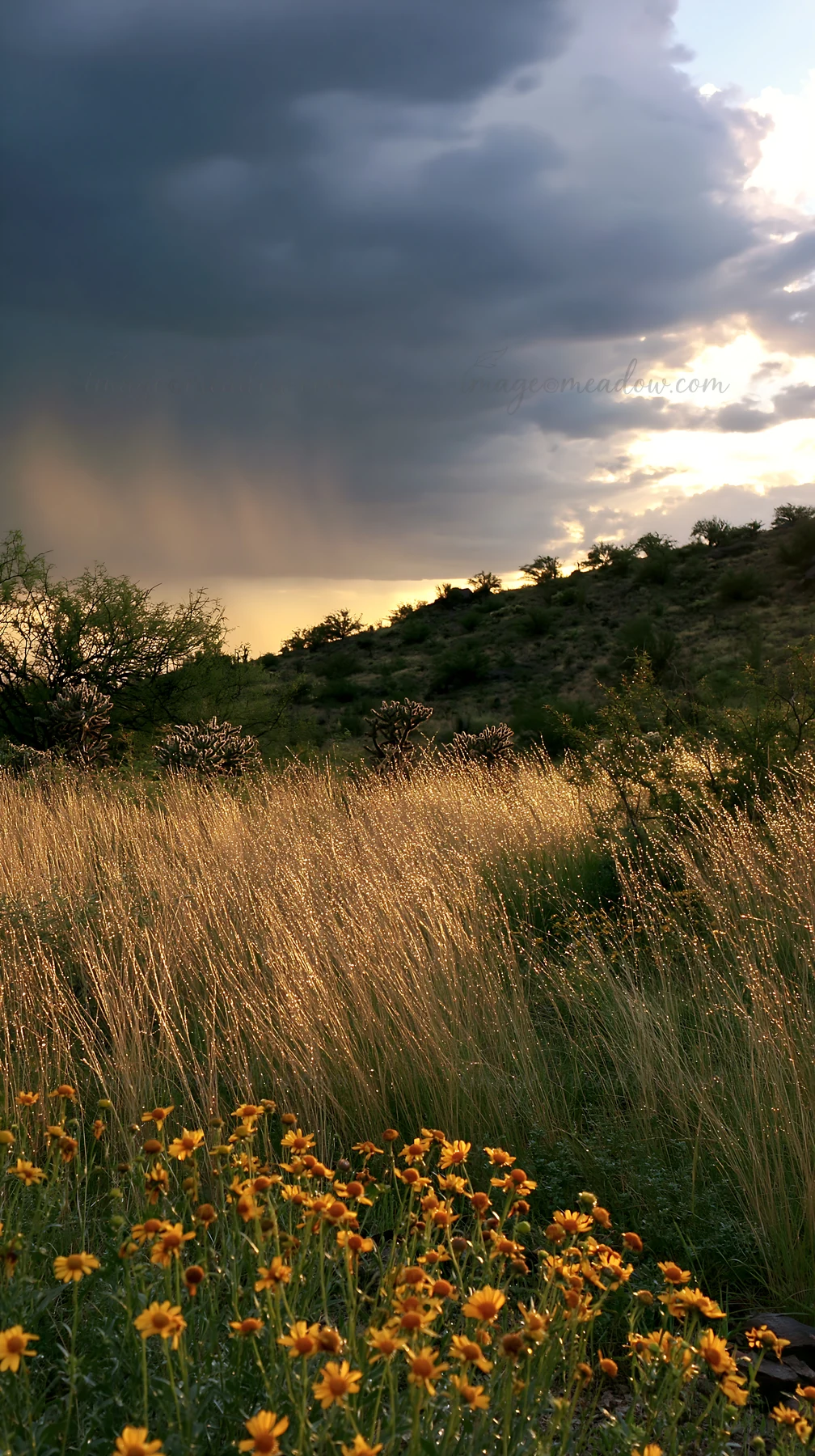 A meadow with tall grass and clusters of yellow flowers sits under gray clouds. The scene shows a rural landscape in late afternoon light, highlighting dry vege