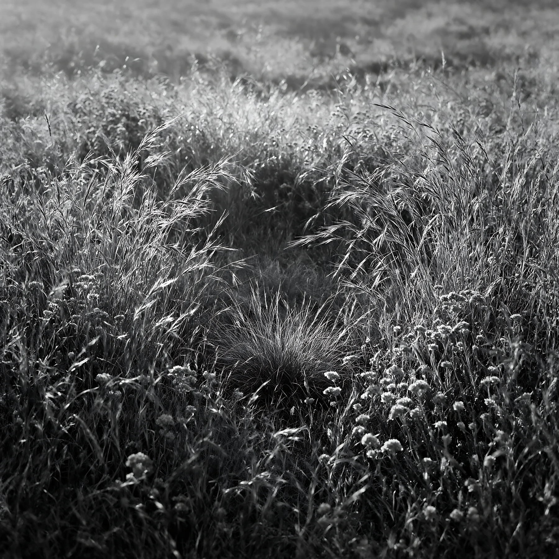 Golden grasses and wildflowers fill the drought-tolerant meadow under soft sunlight. The scene shows delicate blooms scattered among the tall grass. Presented a