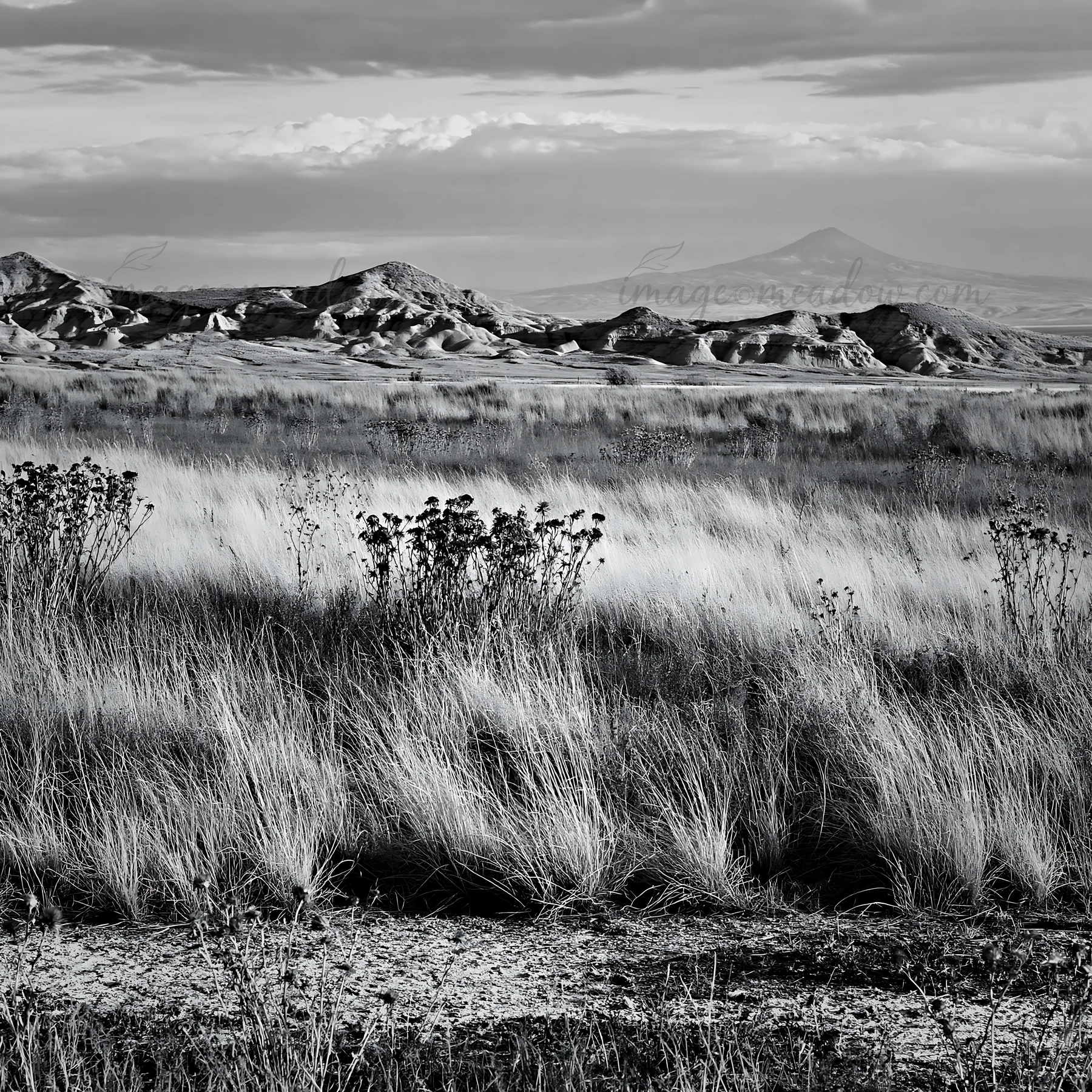 A vast expanse of dry grasses covers the ground, with scattered plants amidst a backdrop of distant hills under a cloudy sky. The scene highlights a natural set