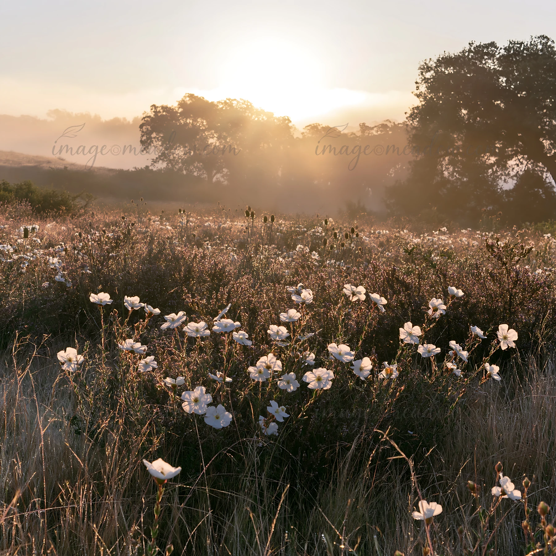 A drought-tolerant meadow features white wildflowers blooming in the early morning light. The sun rises behind the trees, creating a warm glow over the landscap