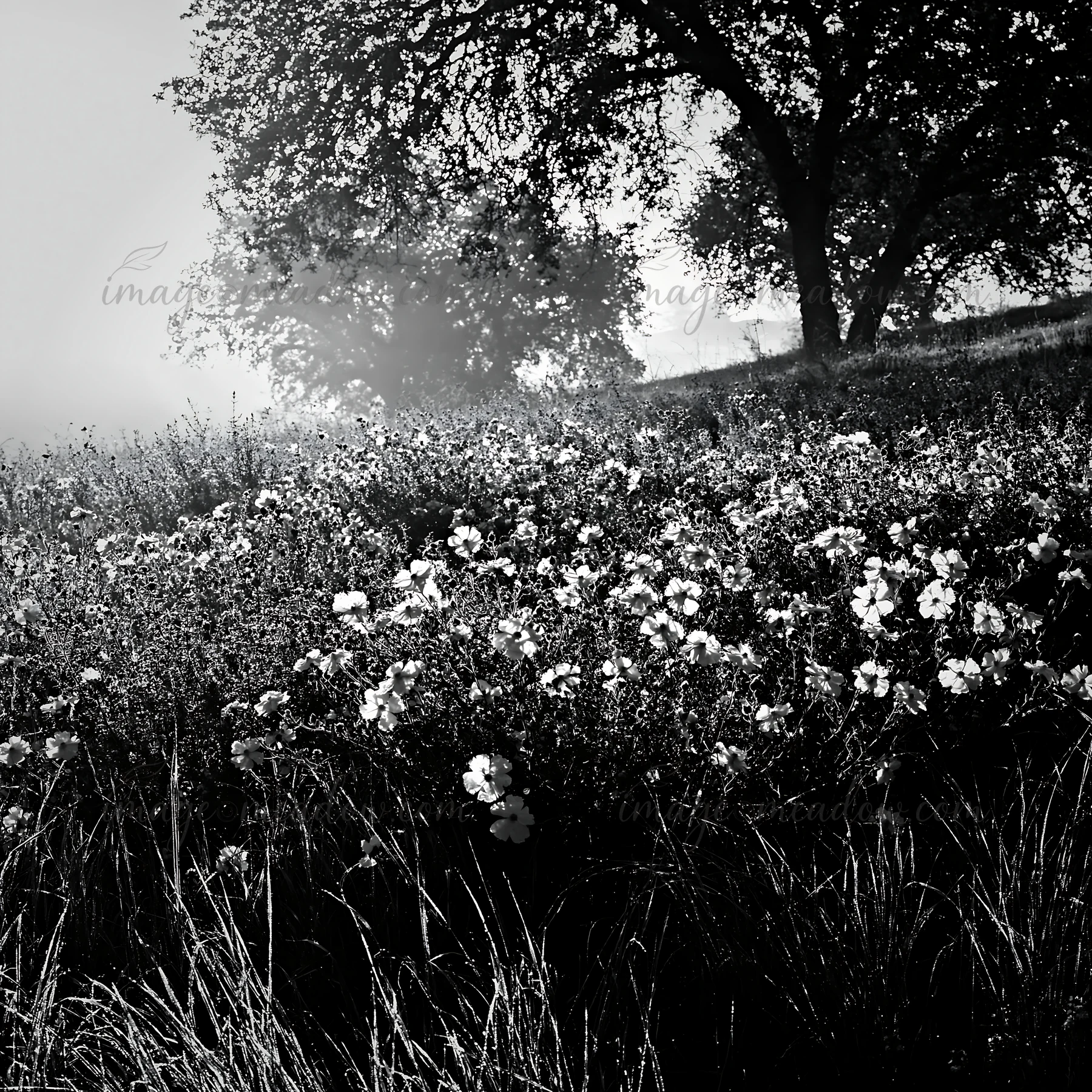 A drought-tolerant meadow showcases wildflowers blooming among tall grasses. A tree provides shade as early morning light filters through mist in the background