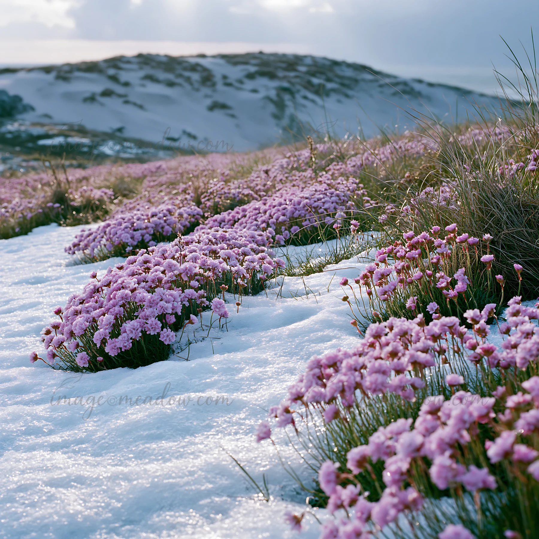 A view of a dune meadow covered in snow, featuring clusters of pink flowers blooming amidst the white landscape. The scene captures a unique contrast between th