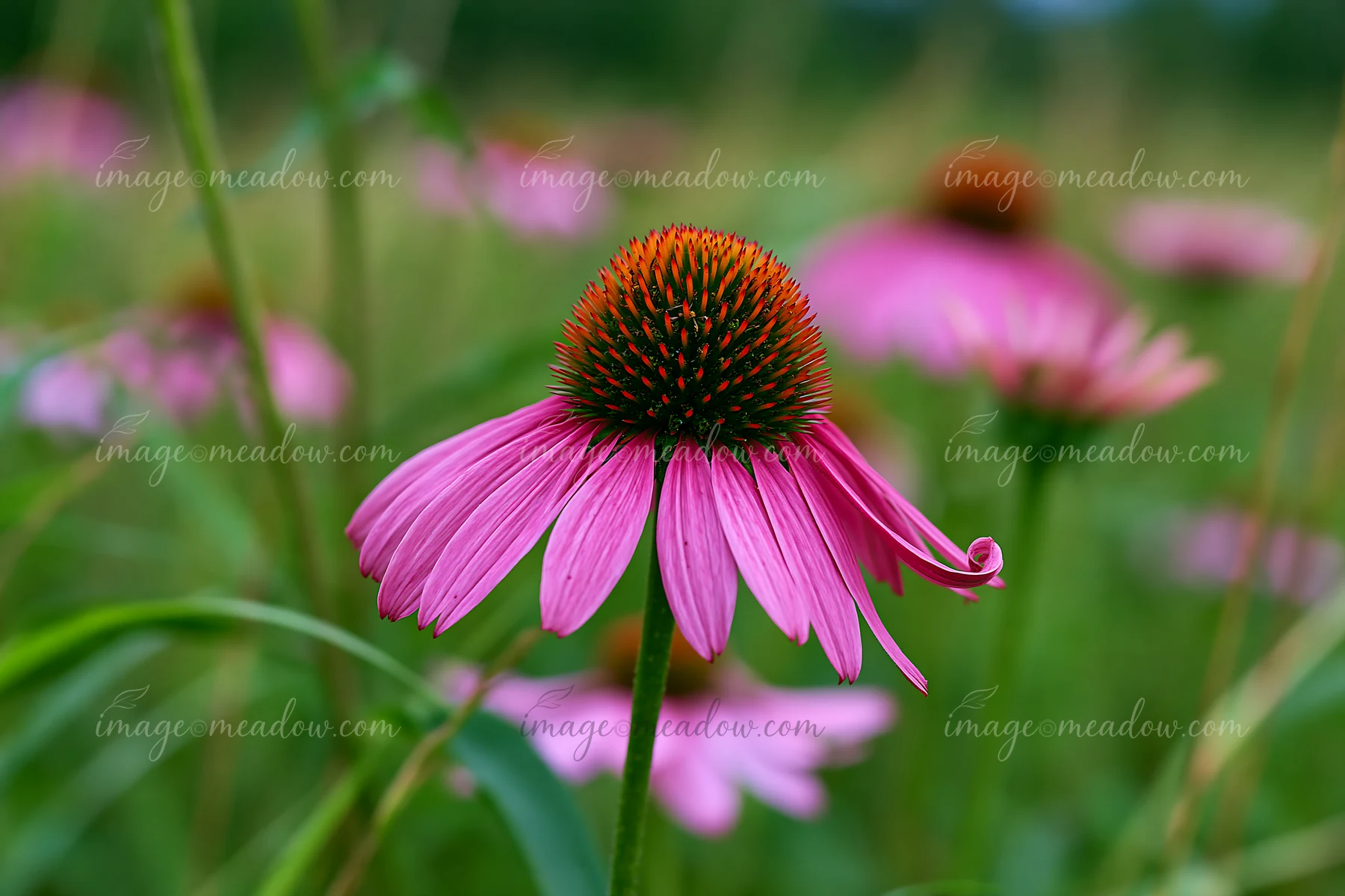 Echinacea flowers in prairie attract attention with their pink petals and striking appearance.