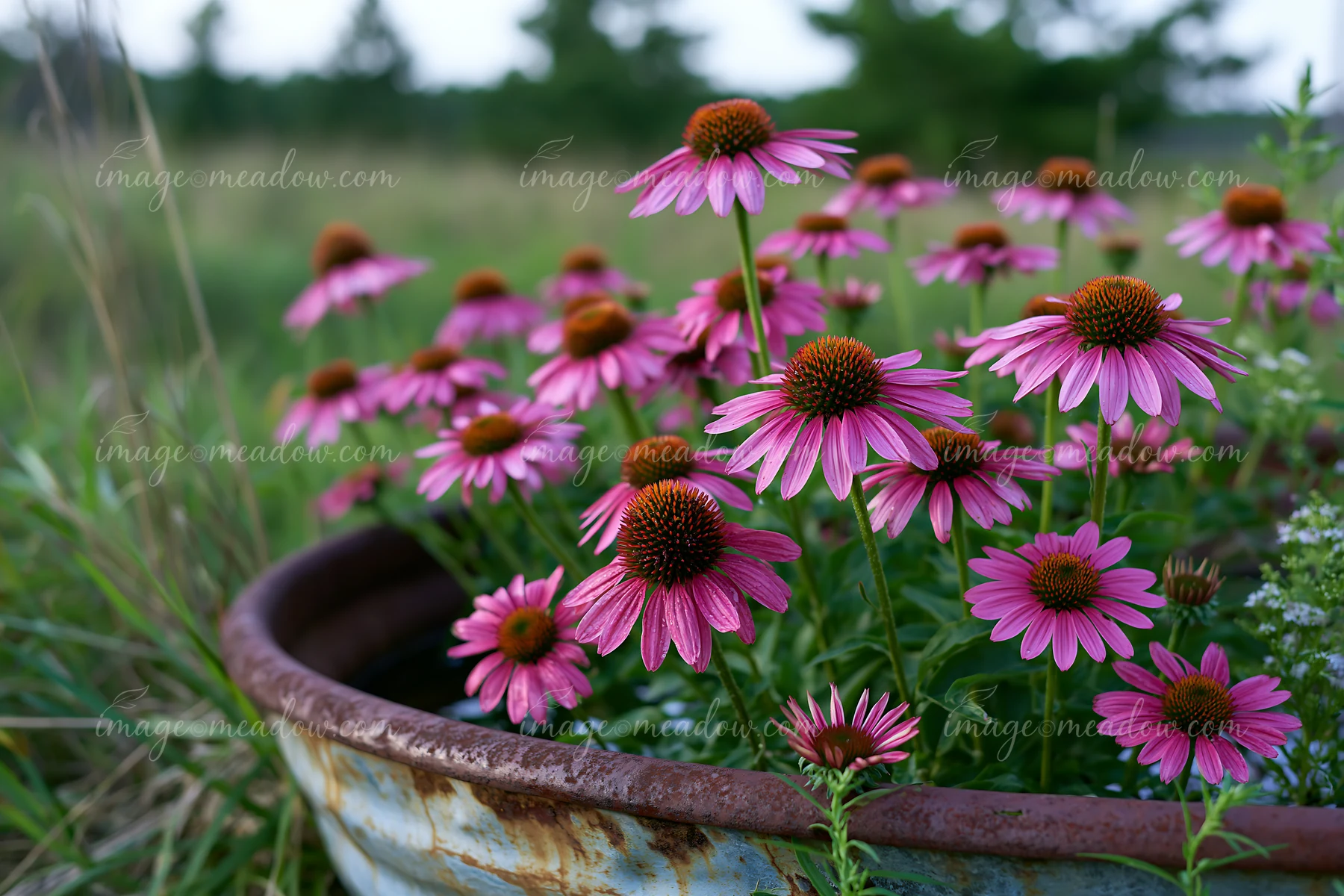 Echinacea flowers in prairie bloom in a rustic metal container surrounded by green grass and other wild plants.