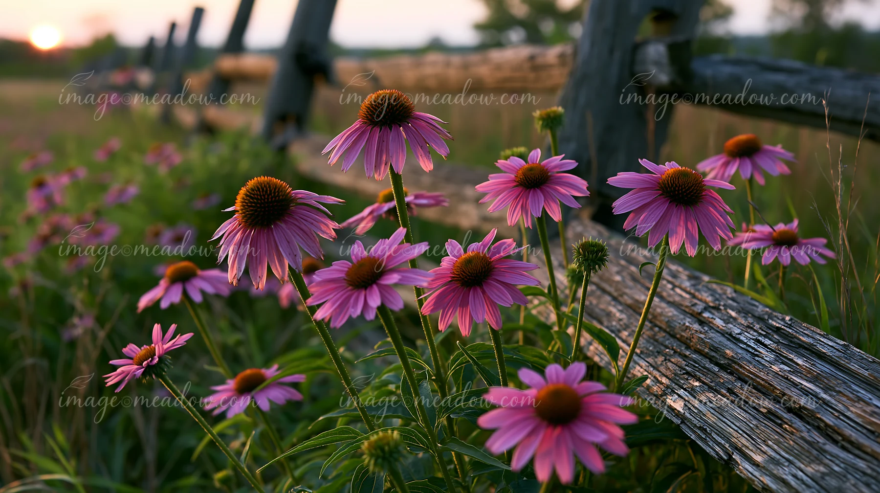 Echinacea flowers in prairie flourish beside an old wooden fence as the sun sets in the background, creating a natural scene filled with colorful blooms in tall