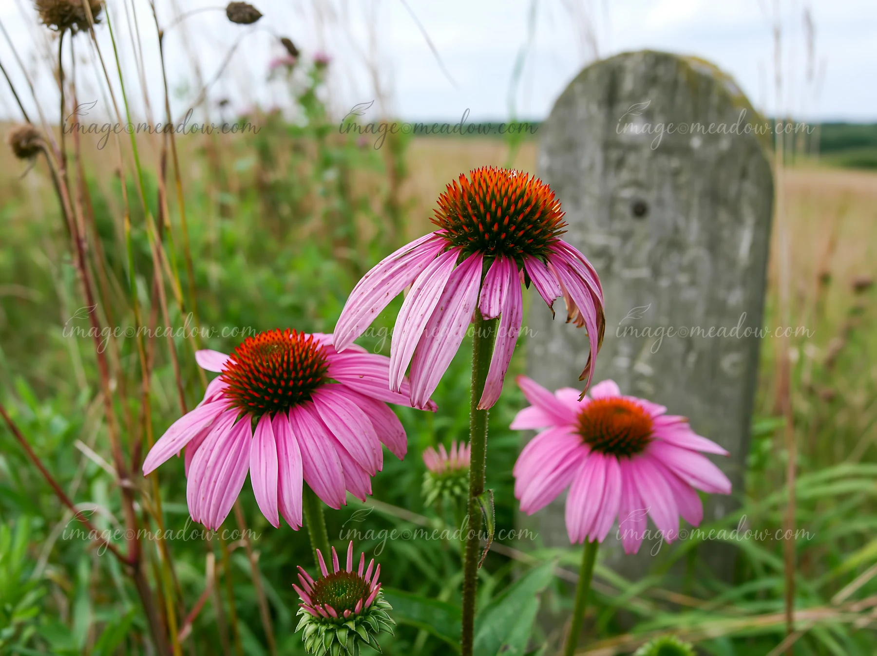 Echinacea flowers in prairie grow among tall grass under a cloudy sky.