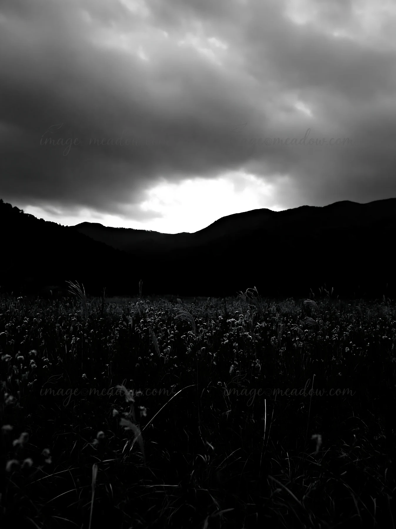 A meadow in Ehime during twilight. The dry seedheads stand tall in the foreground with mountains visible in the background under a cloudy sky.