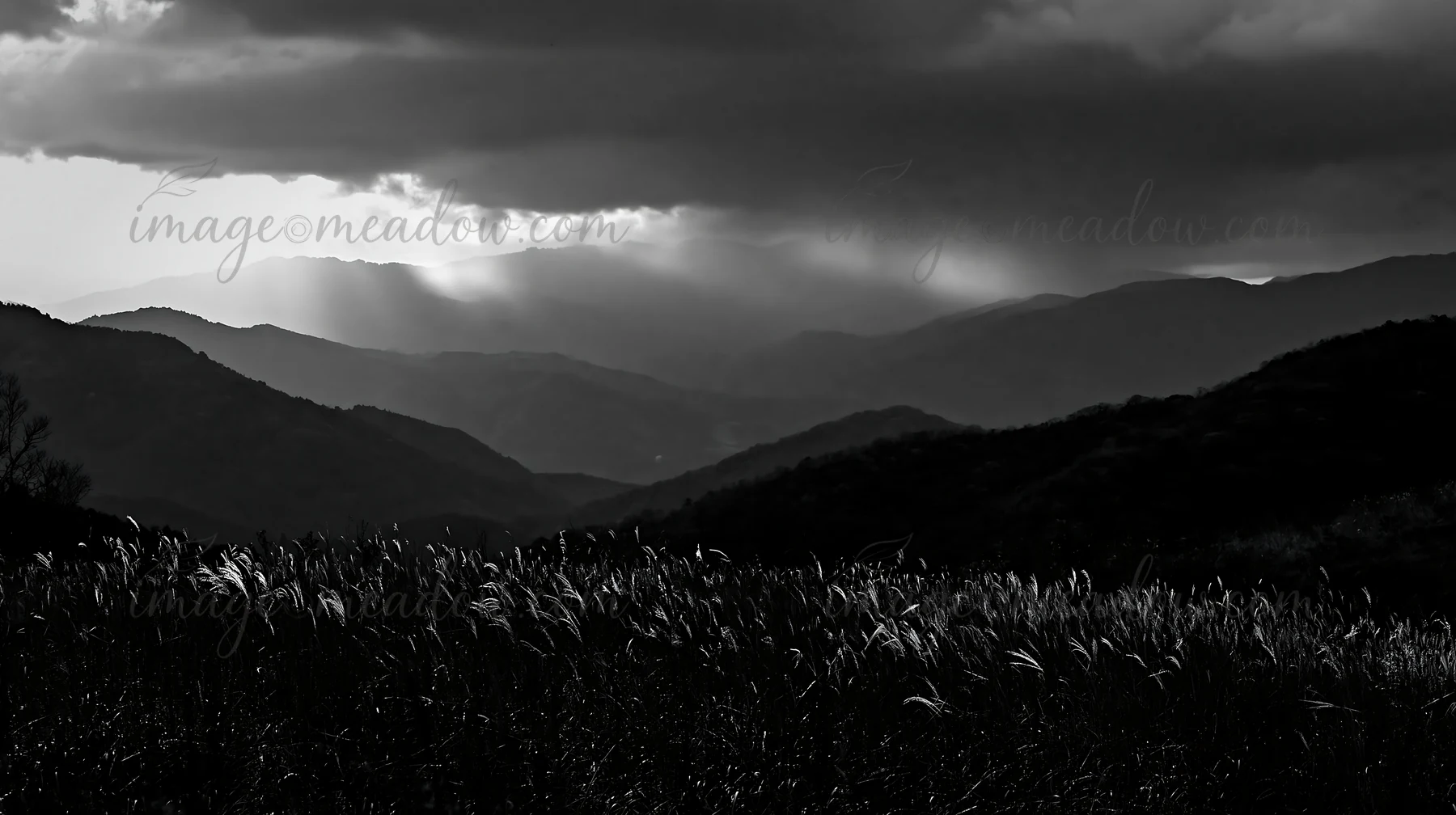 A twilight scene in Ehime shows a meadow filled with dry seedheads. Mountains rise in the background under a cloudy sky. Light breaks through the clouds, creati
