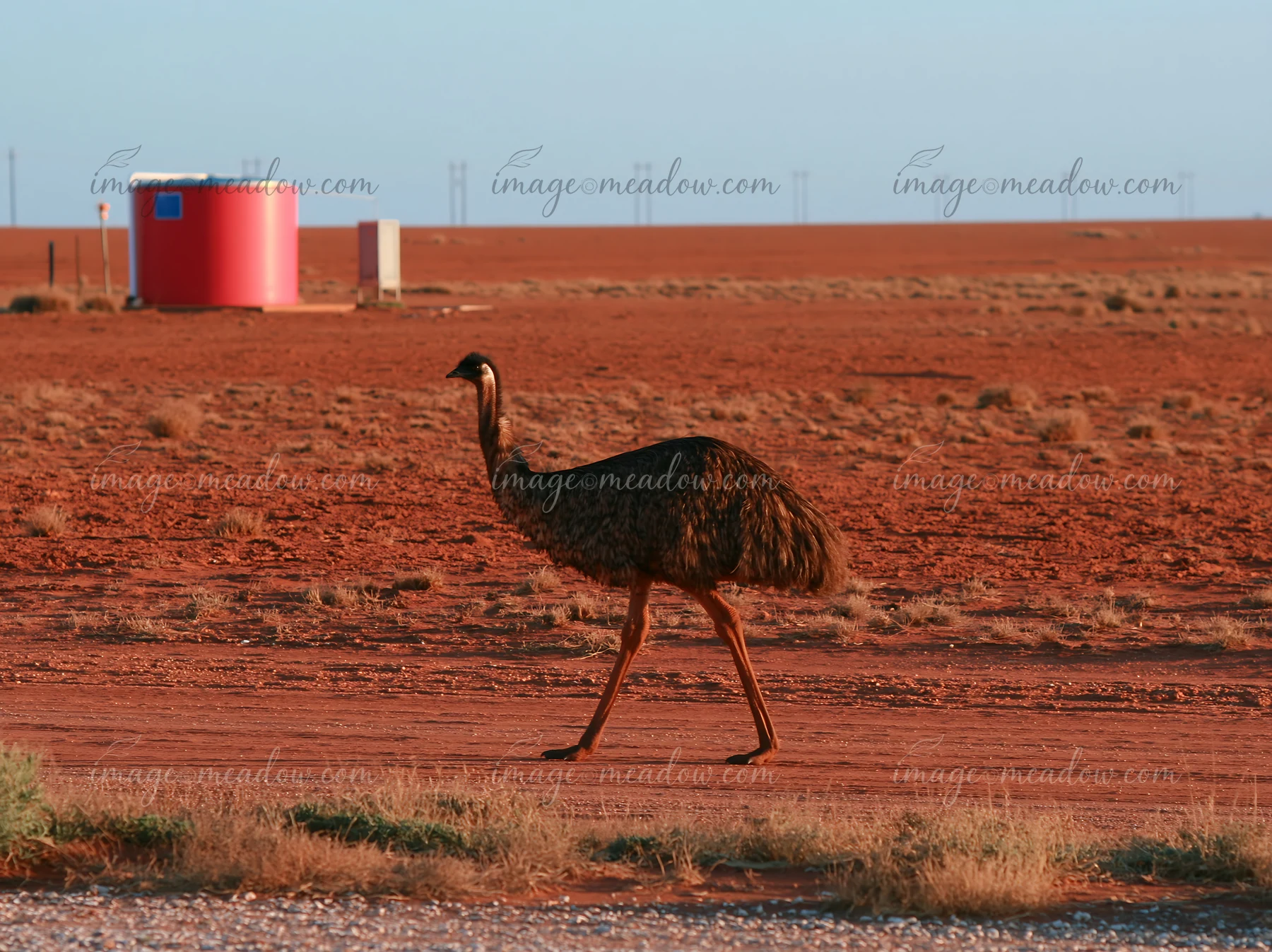 Emu walking across a red outback plain with sparse grass and a large cylindrical structure in the background.