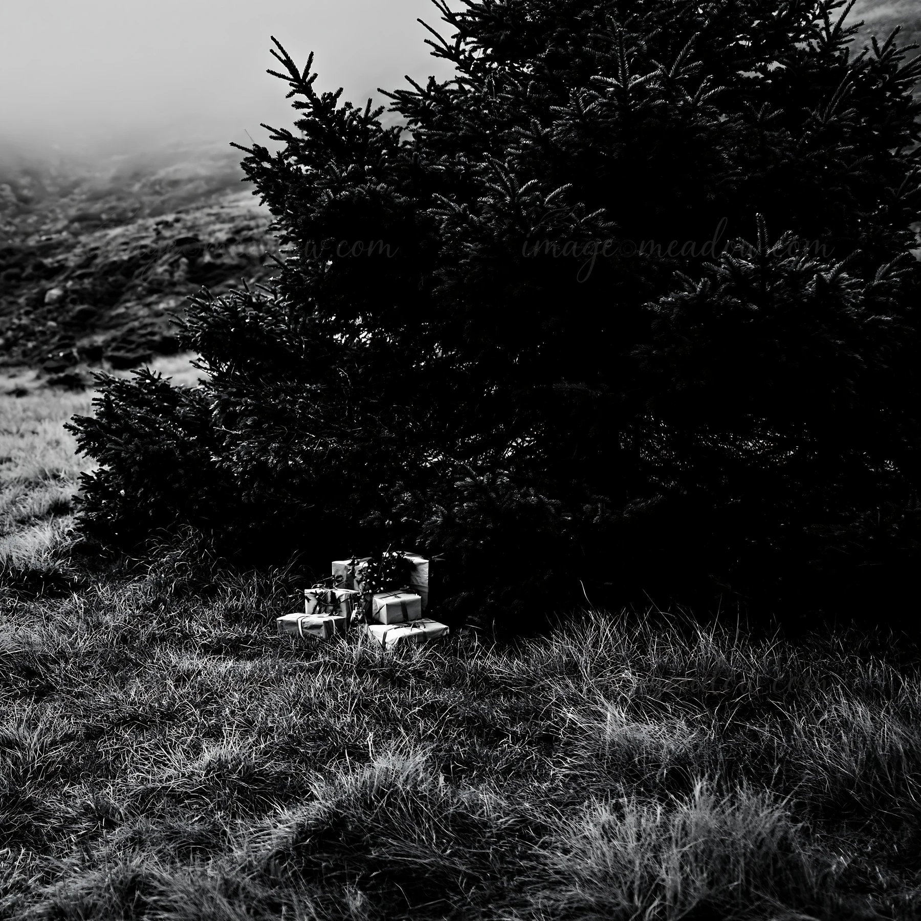 Presents are arranged beneath an evergreen tree in a foggy setting. The gifts are wrapped neatly, resting on the grass. The surrounding area shows a blurred, na