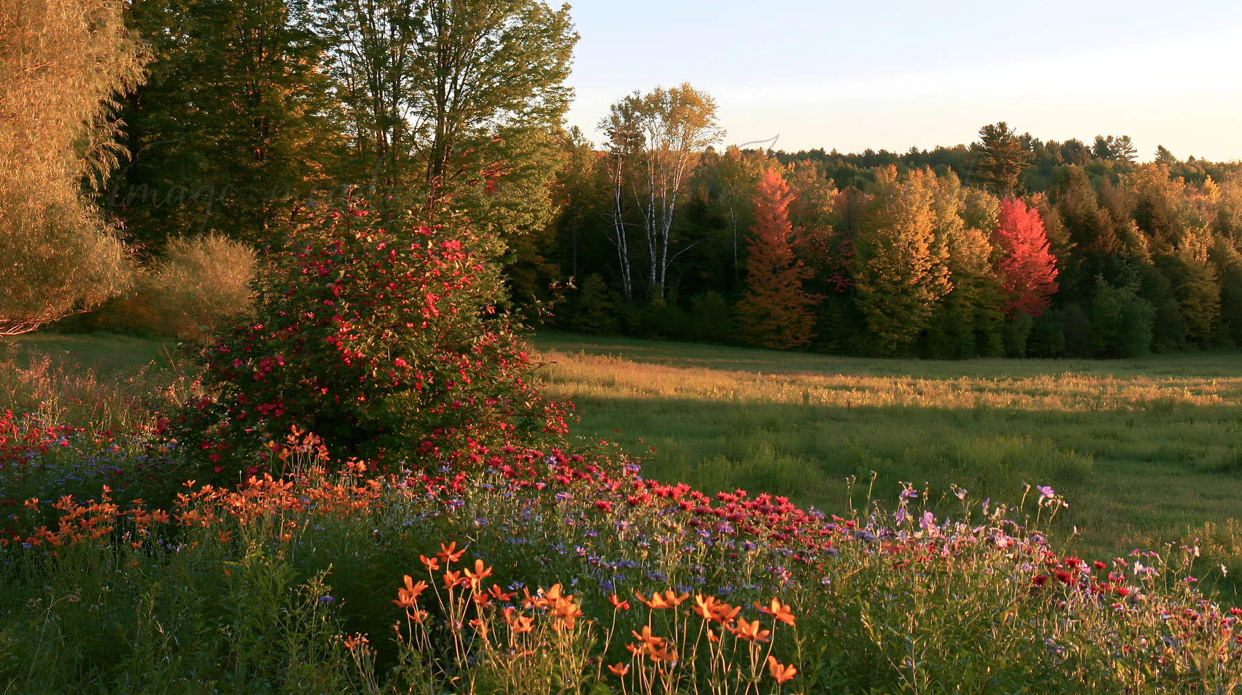 A large meadow is filled with various flowers and plants. Lanterns hang from trees. Background features a dense forest with trees in different colors during aut
