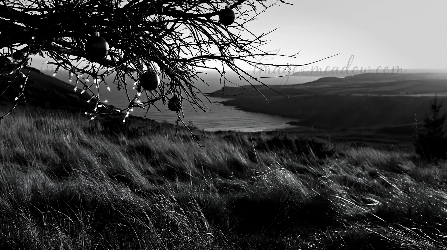A meadow stretches out towards the coast in autumn, where a tree branches with colorful baubles. The sky fades into the horizon above the rolling hills and wate