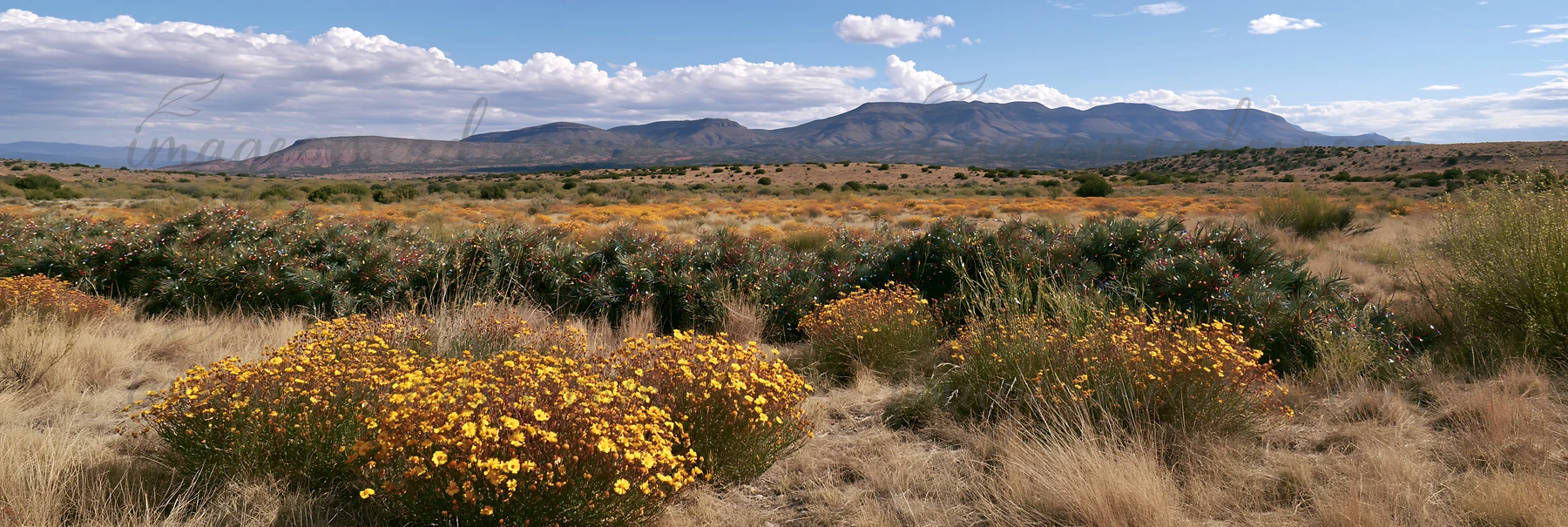 A vast meadow with yellow flowers and drought tolerant plants. The landscape features mountains in the background and open skies. It captures seasonal plant lif