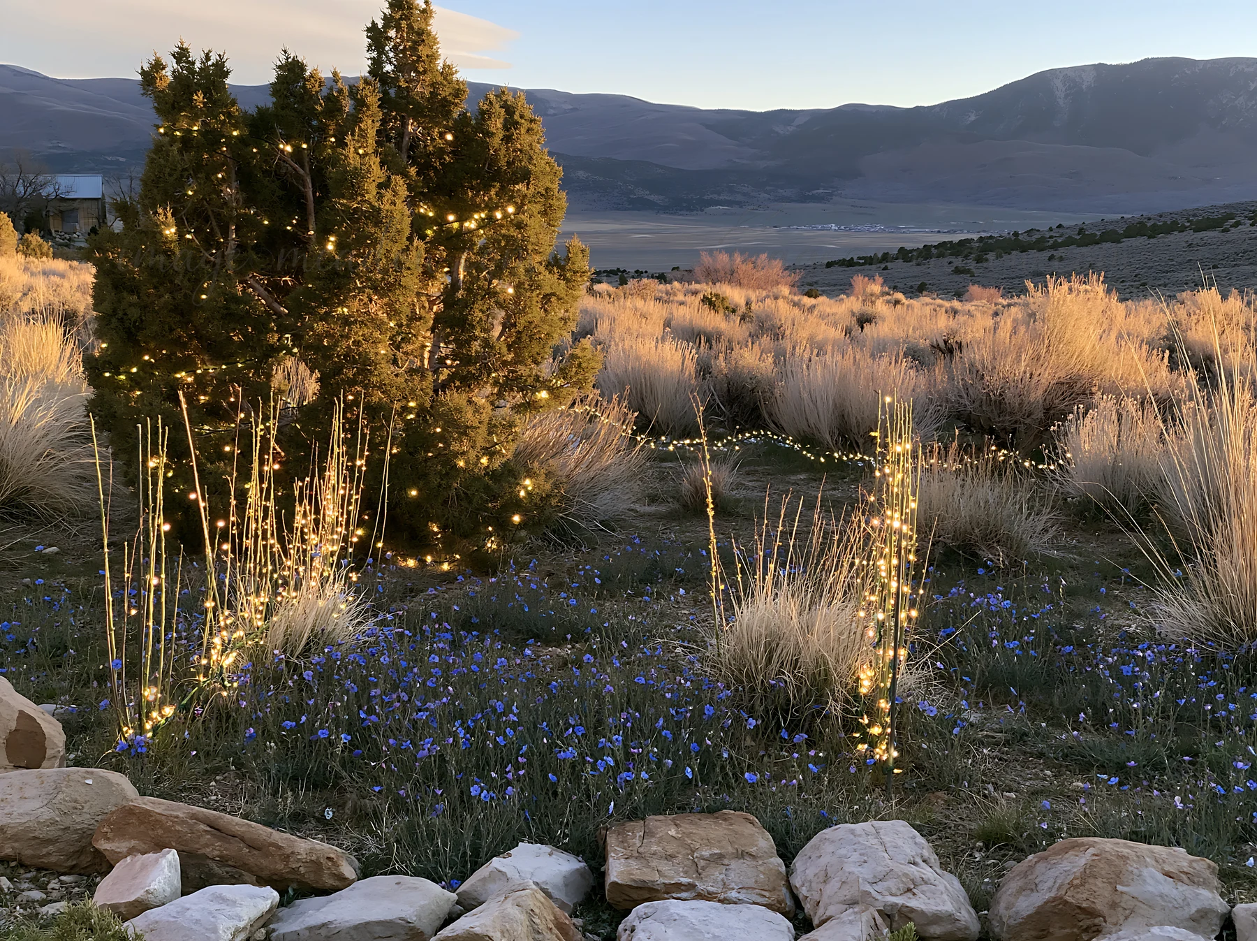 A meadow is filled with drought tolerant stems and blue flowers. Christmas lights are wrapped around the plants and a tree. The sun is setting, creating a warm
