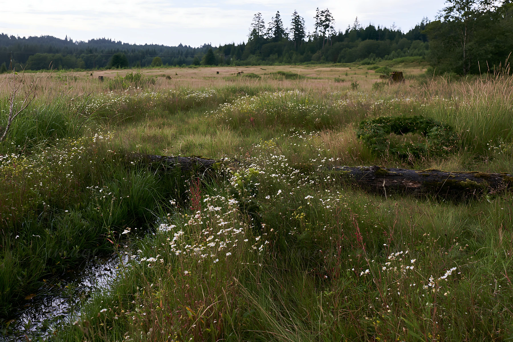 A large field features wildflowers and water retention areas. Wreaths and a log are visible in the natural landscape. The setting reflects a Christmas theme wit