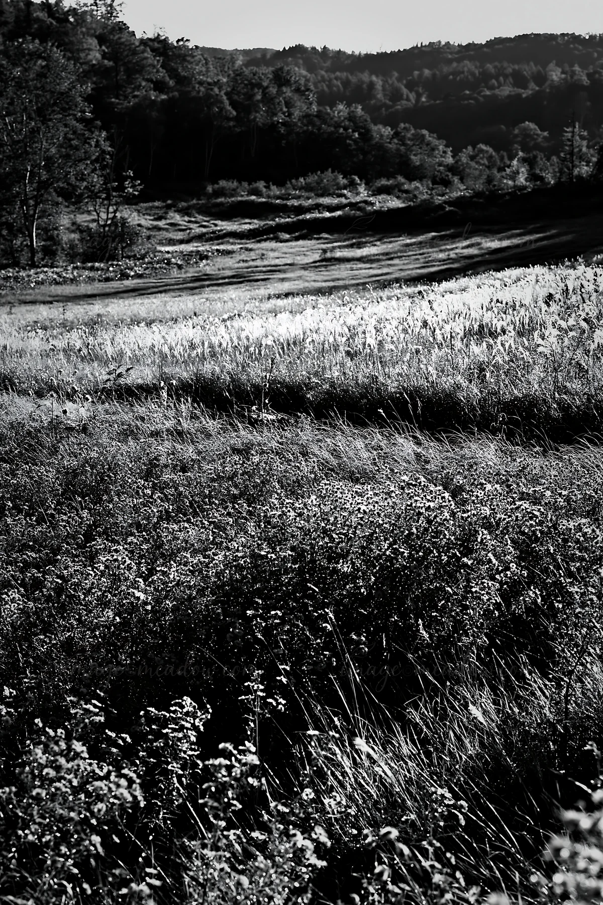 A large meadow in Hokkaido shows vibrant wildflowers and tall grasses, with dewdrops glistening on the plants. This area reflects nature's beauty and restoratio