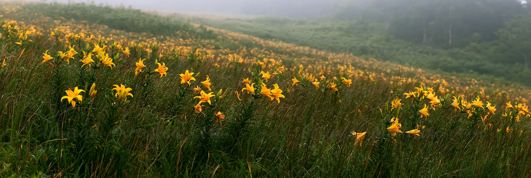 Dewdrops cover yellow flowers in a large meadow in Hokkaido. The vibrant scene shows morning light illuminating the landscape with greenery stretching into the