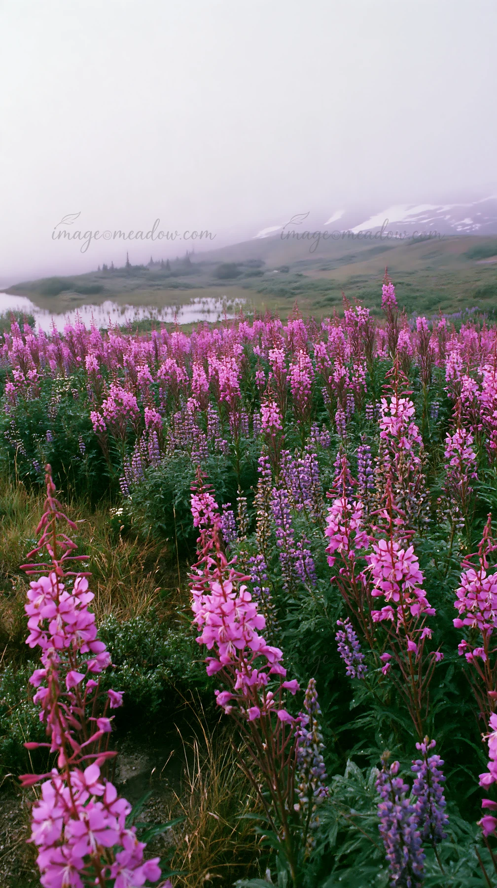 Field of fireweed and lupine flowers fills the meadow. Mountains loom in the background under a cloudy sky. This scene captures nature in a serene location.