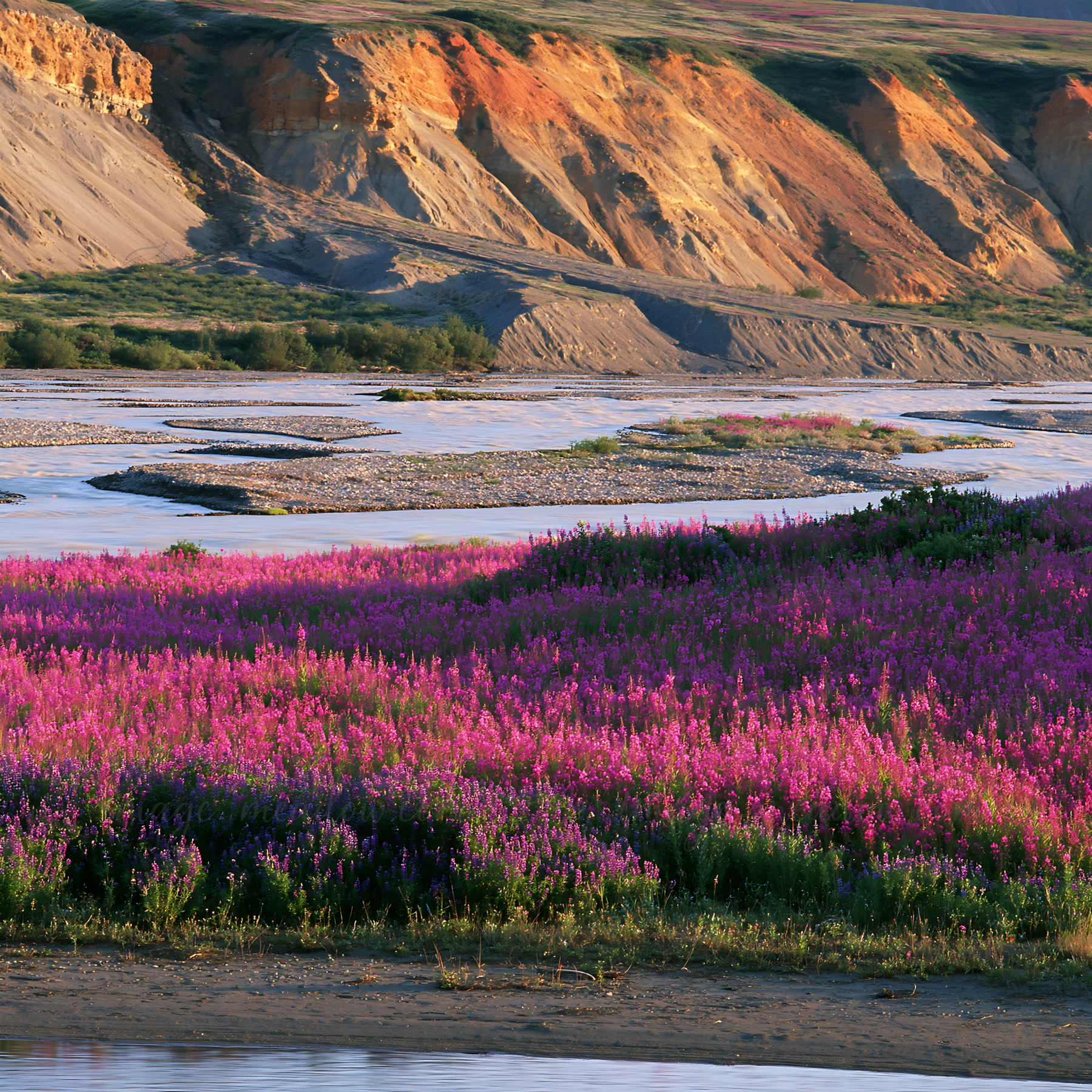 A vibrant meadow filled with fireweed and lupine flowers near a river. The landscape includes cliffs in the background, showcasing the natural beauty of the are