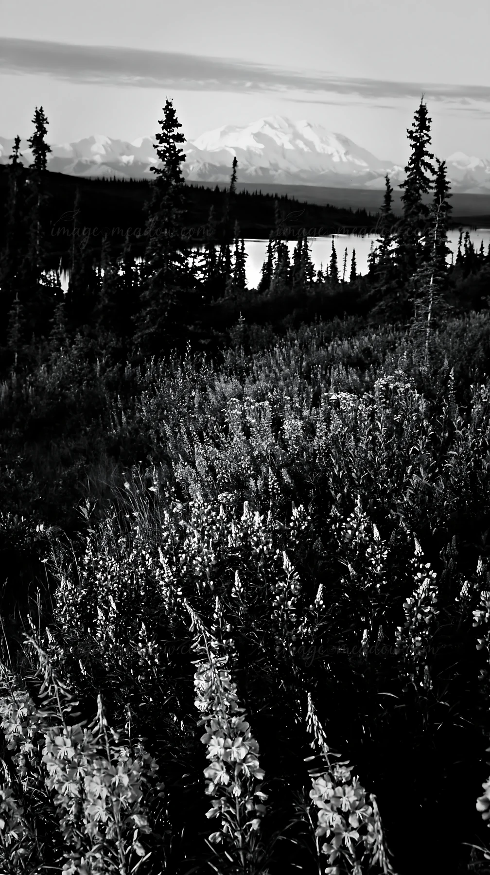 Wildflowers cover the ground showcasing fireweed and lupine. Tall trees stand around the meadow with mountains and a lake in the background under a cloudy sky.