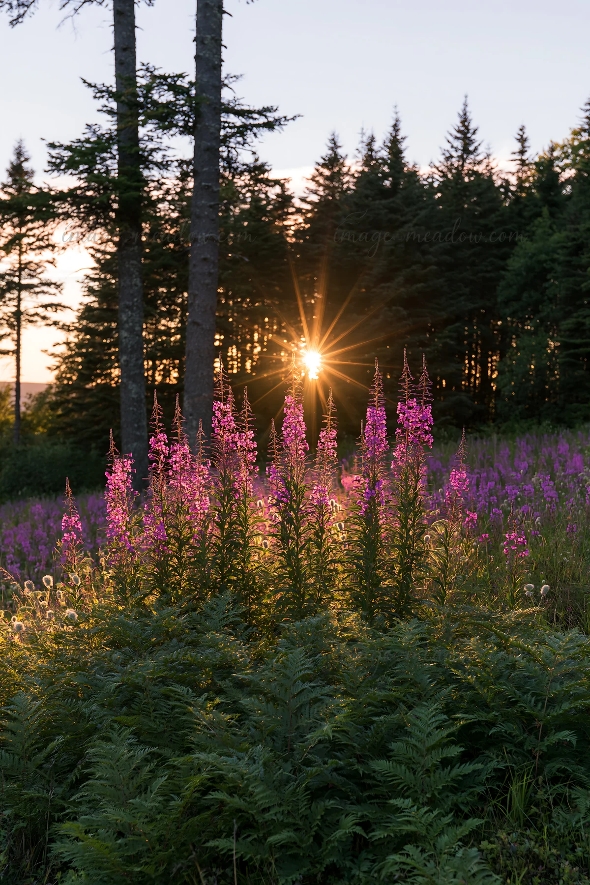 Bright pink fireweed flowers bloom in a meadow as the sun sets behind trees. The scene captures the end of the day with light shining through the flowers in the