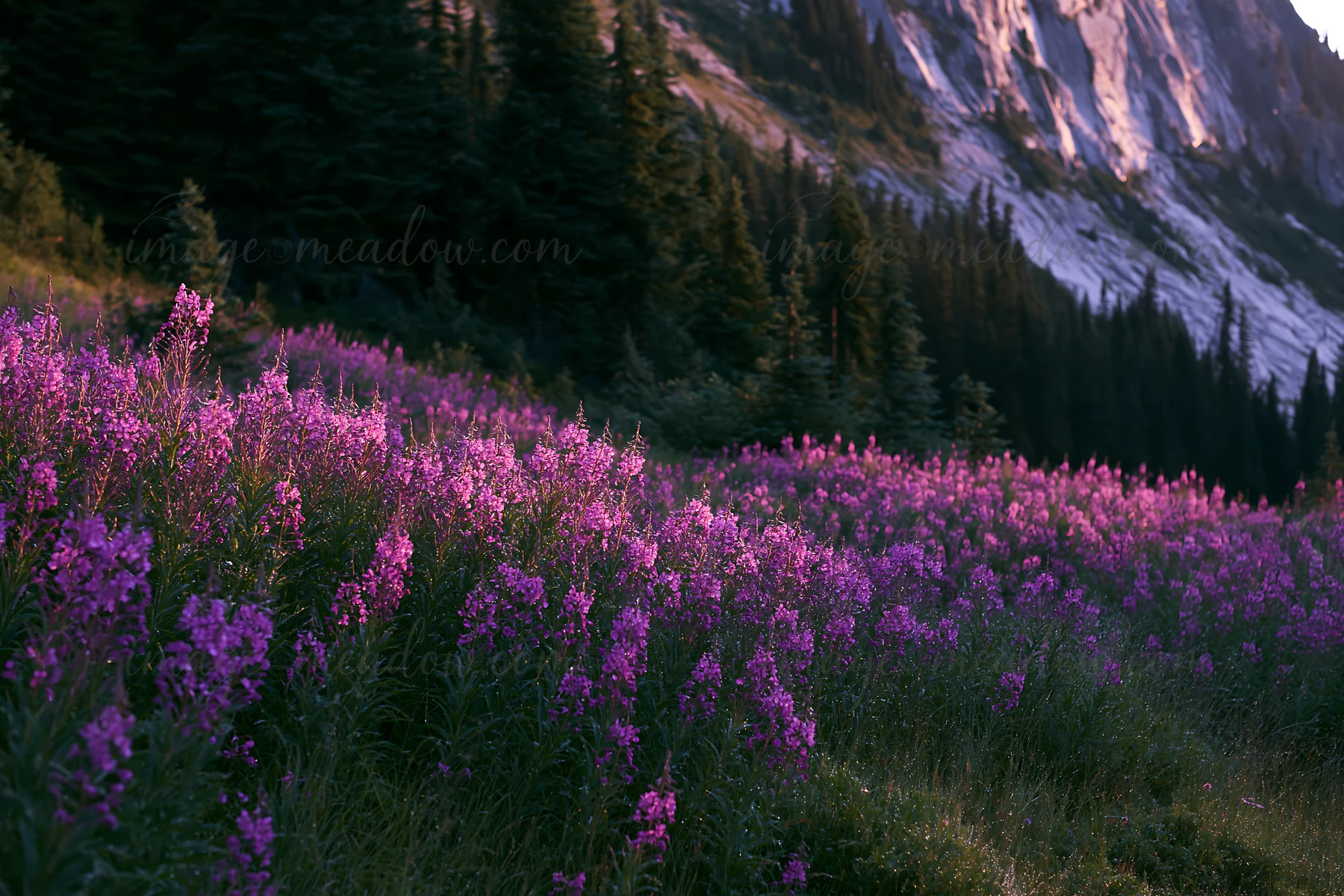 A meadow filled with fireweed blooms under a sunset sky. The mountains rise in the background, casting shadows on the colorful flowers. The scene captures natur