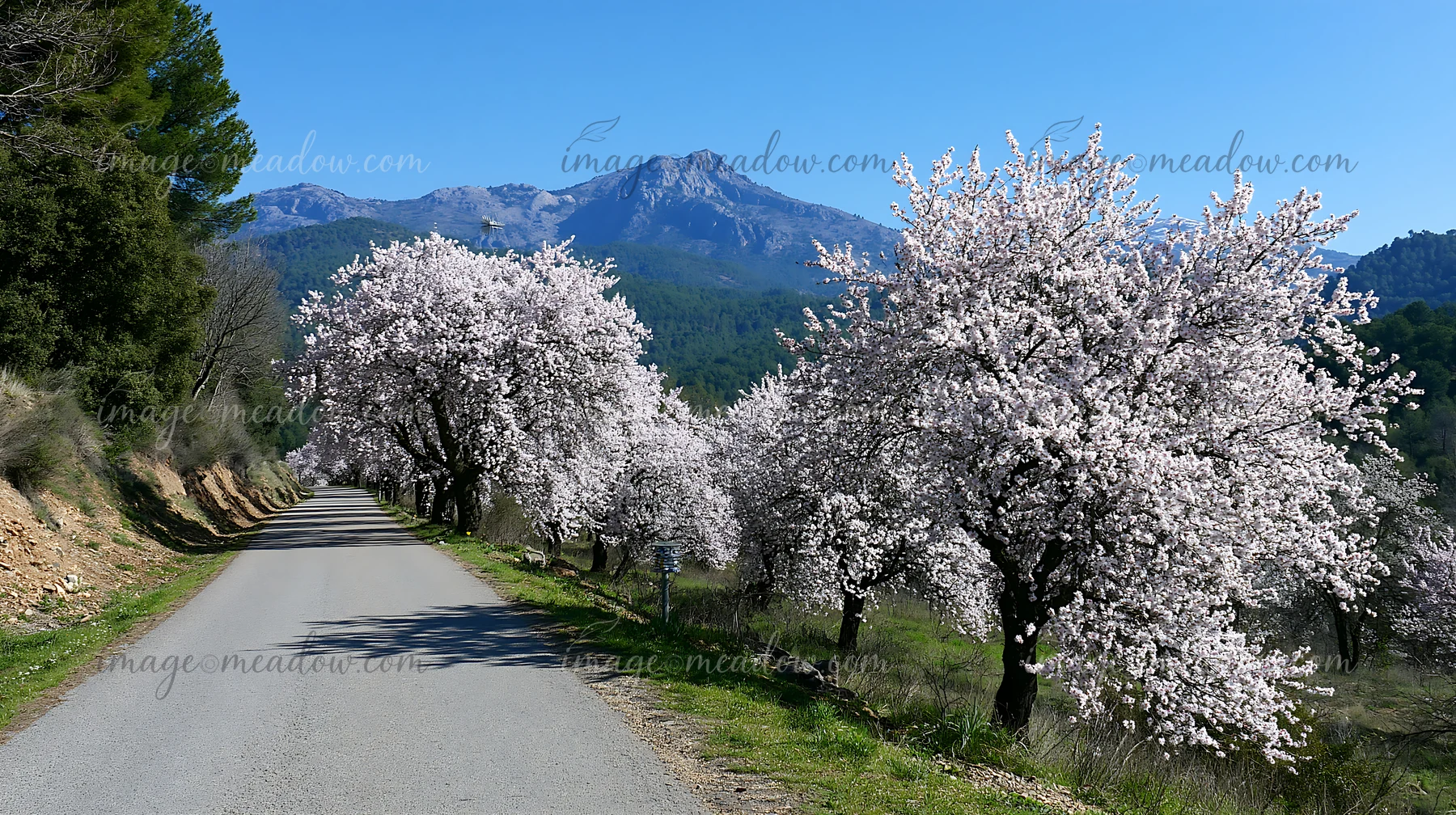 Flowering almond trees line a quiet mountain road with forested hills and a rugged peak under blue sky.