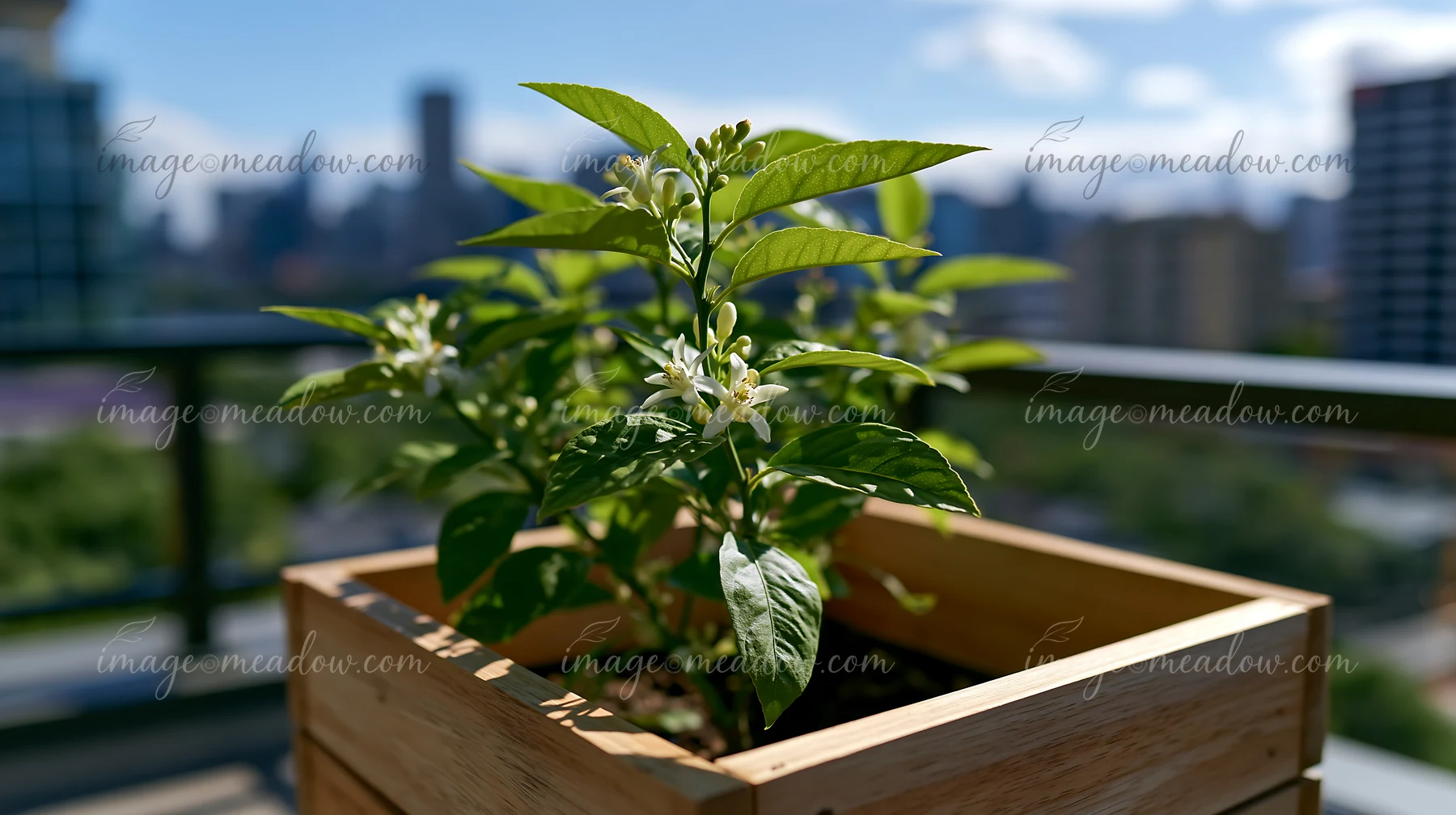 Flowering citrus plant in a wooden rooftop planter with a blurred city skyline behind it.