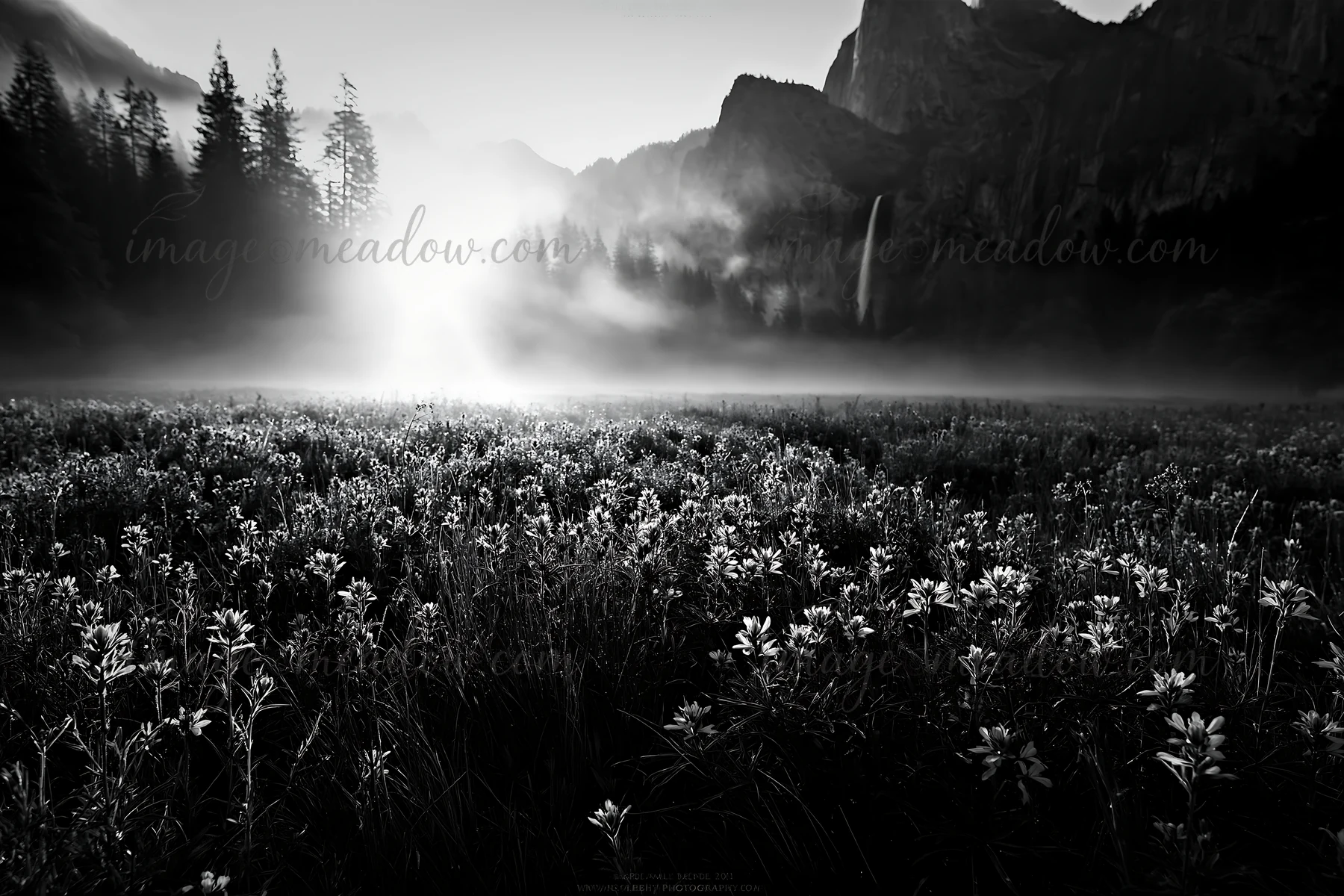 A field filled with flowers is located near a mountain and a waterfall. The scene is captured in a noir style during the early morning hours, highlighting the n