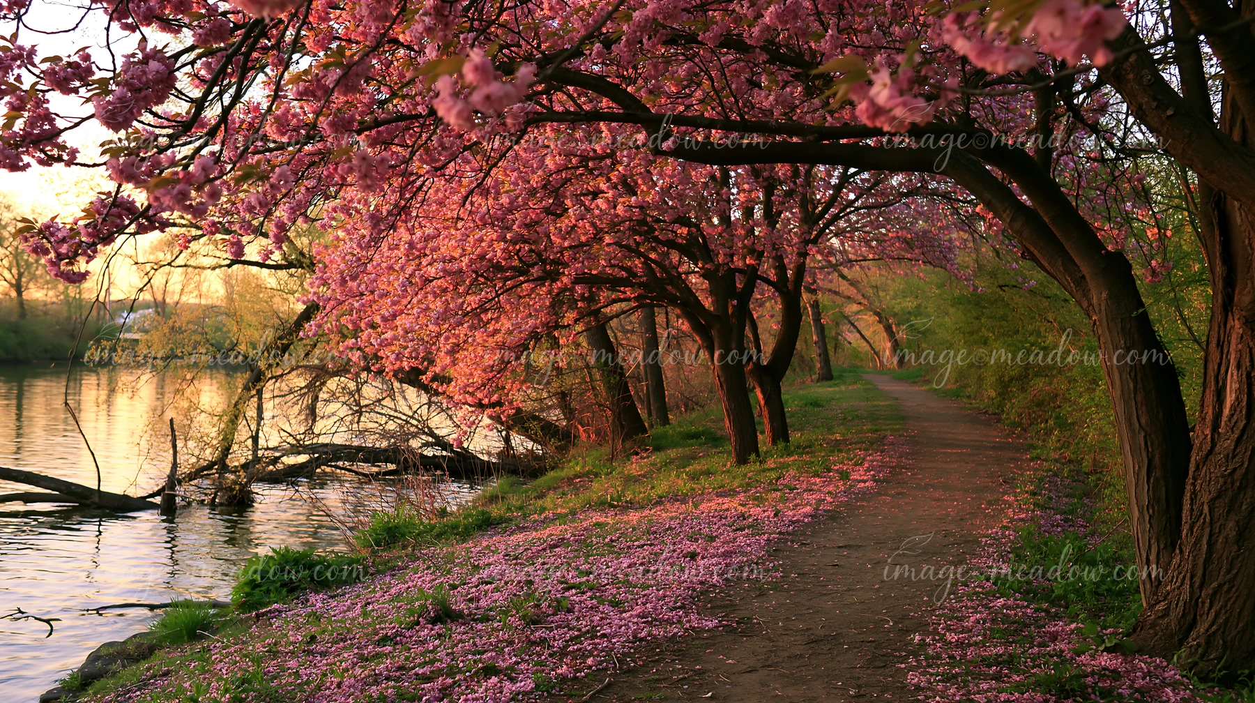 Flowering trees with petals covering a path line the water's edge during golden hour, providing a colorful scene along the riverbank in a natural setting.