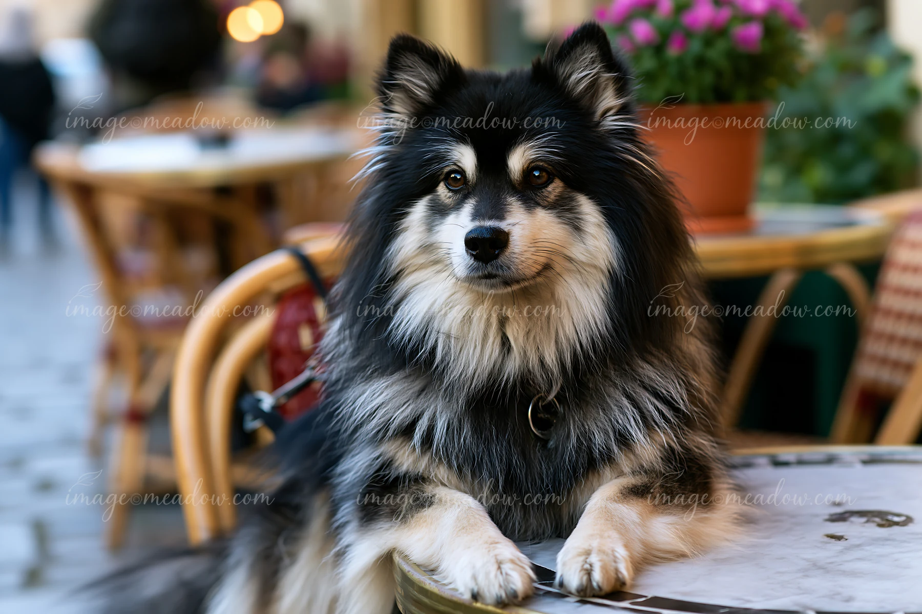 Fluffy black and white dog sits at a table in an outdoor café with flowers and chairs behind it.