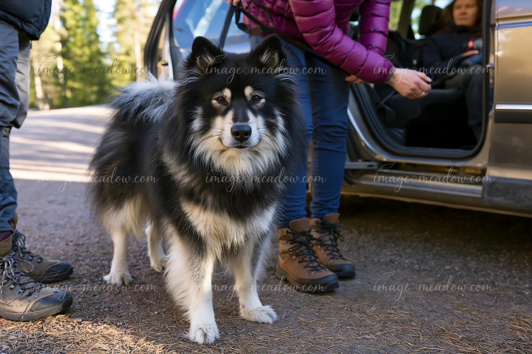 Fluffy black and white dog stands beside an open vehicle while two adults prepare for an outdoor trip.