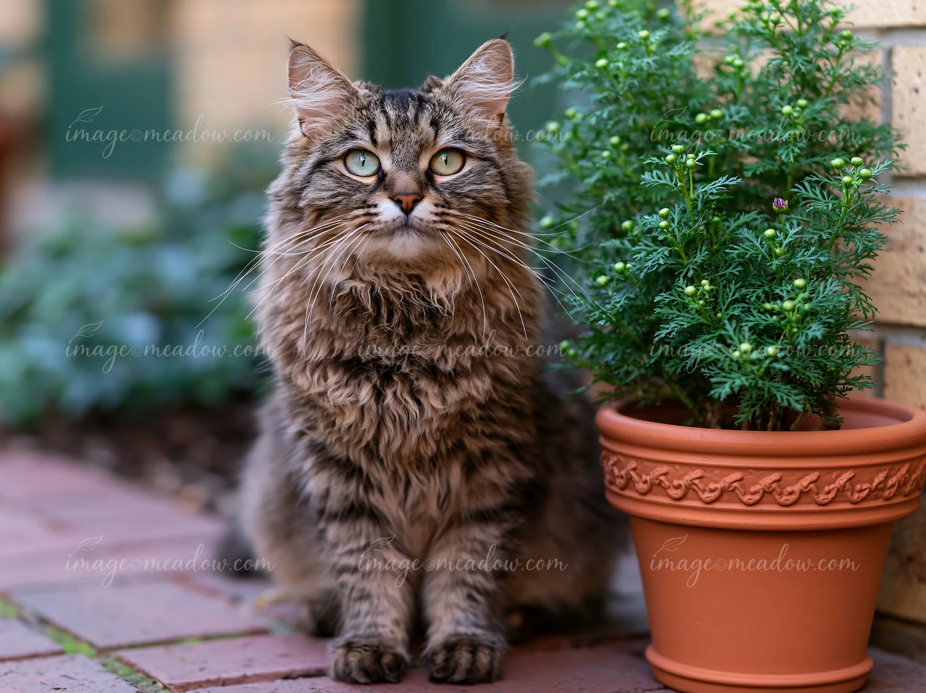Fluffy tabby LaPerm cat sitting beside a potted plant in a garden