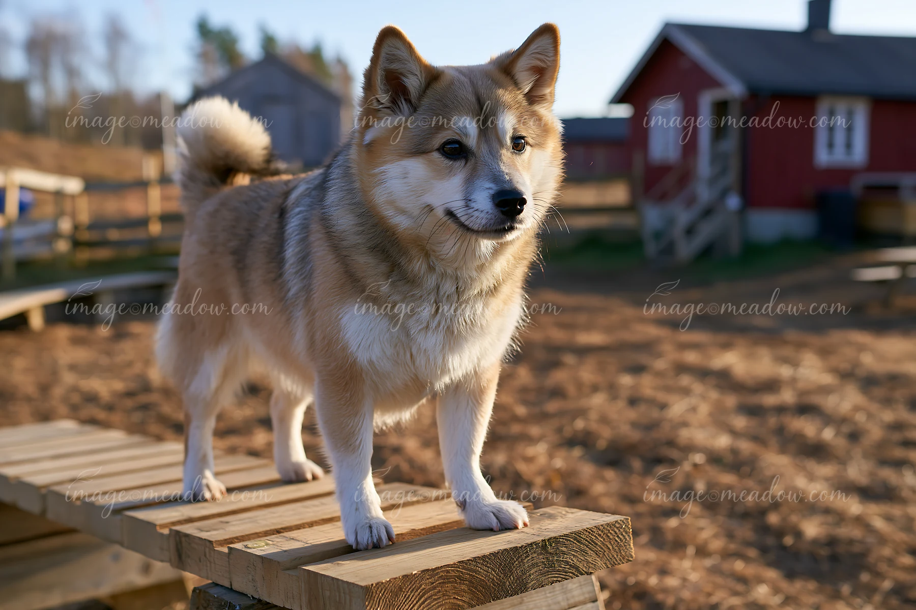 Fluffy tan and white dog standing on a wooden platform in a rural yard with red farm buildings.
