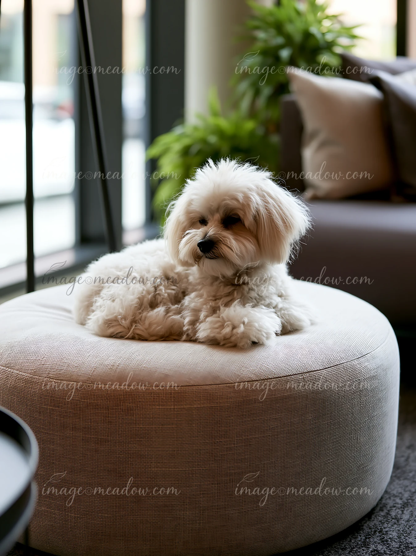 Fluffy white dog resting on a round ottoman in a bright hotel lounge with plants and seating.