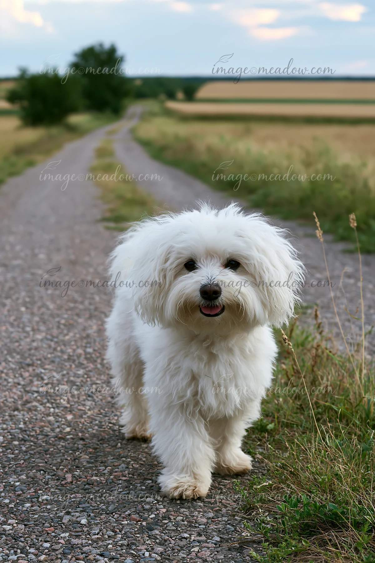 Fluffy white dog standing on a rural gravel road beside open fields under a partly cloudy sky.