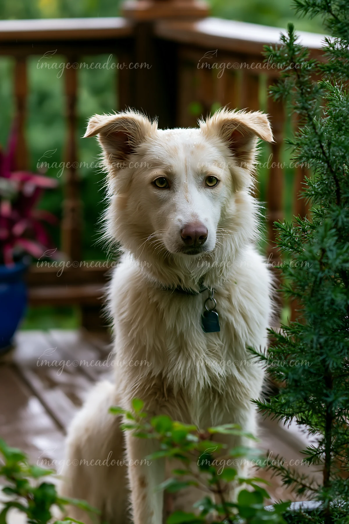 Fluffy white dog with a collar looks at the camera from a rainy garden deck surrounded by greenery.