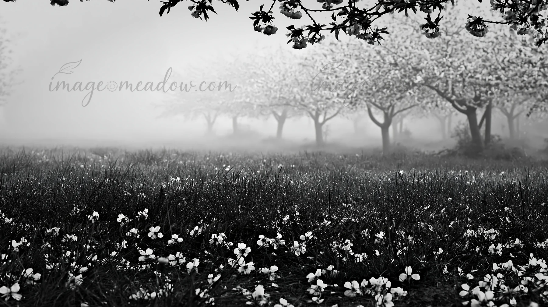 Flowers cover the ground in a foggy orchard meadow. Trees with blooms stand in the background, creating a serene setting. The scene captures the peacefulness of