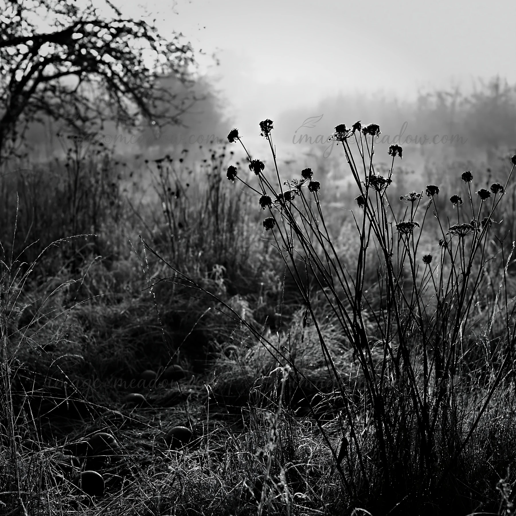 A meadow in an orchard features wildflowers growing tall amidst fog. The scene captures the early morning atmosphere, with dew on the grass and trees in the bac
