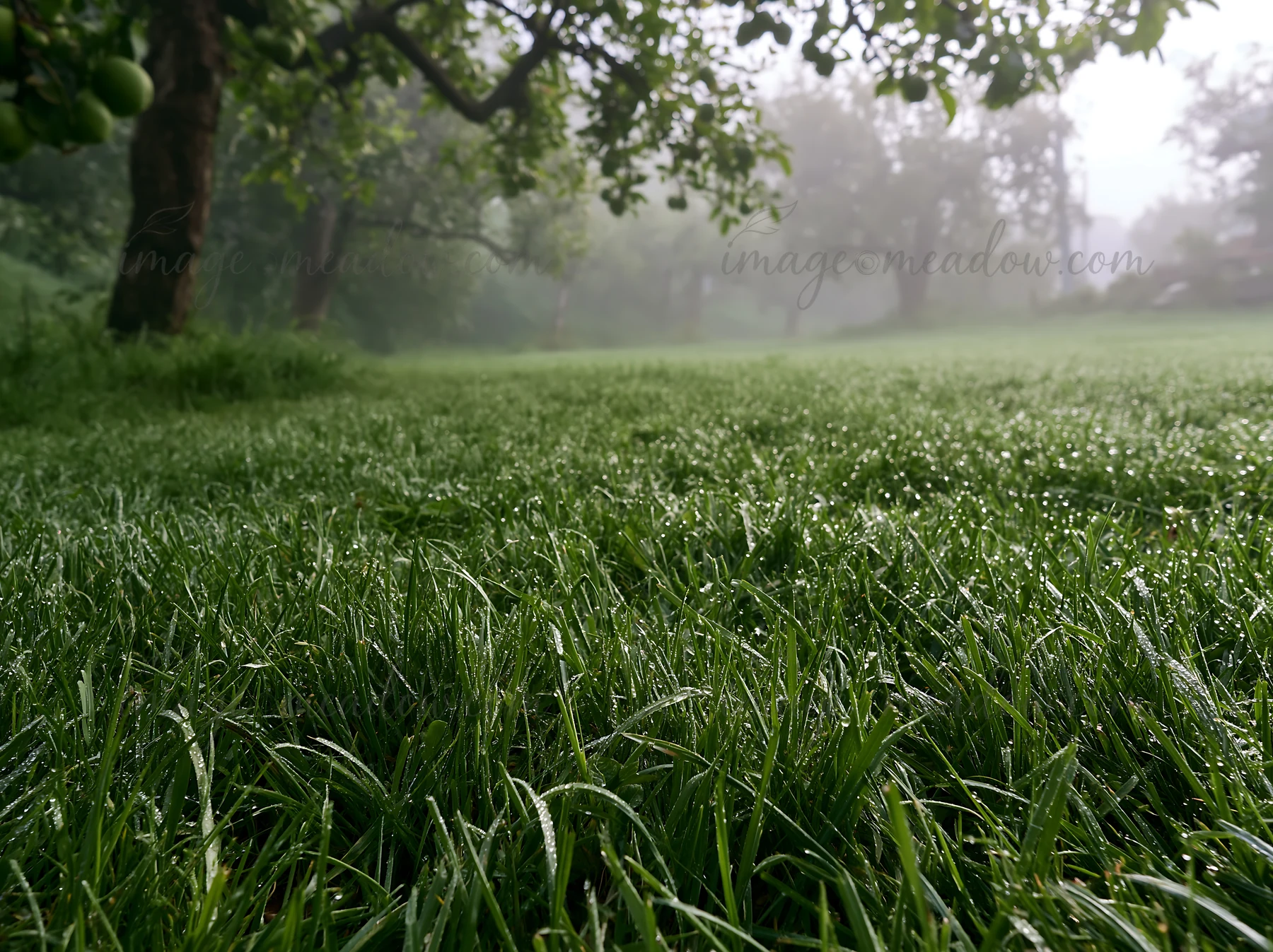A foggy orchard meadow with wet grass and trees in the background. Dew drops glisten on the blades of grass, creating a fresh atmosphere.