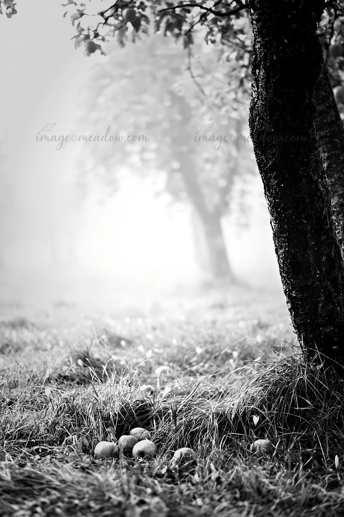 An orchard is covered in fog with trees in the background. Fallen apples are scattered in the grass, showing signs of harvest. The scene presents a quiet moment