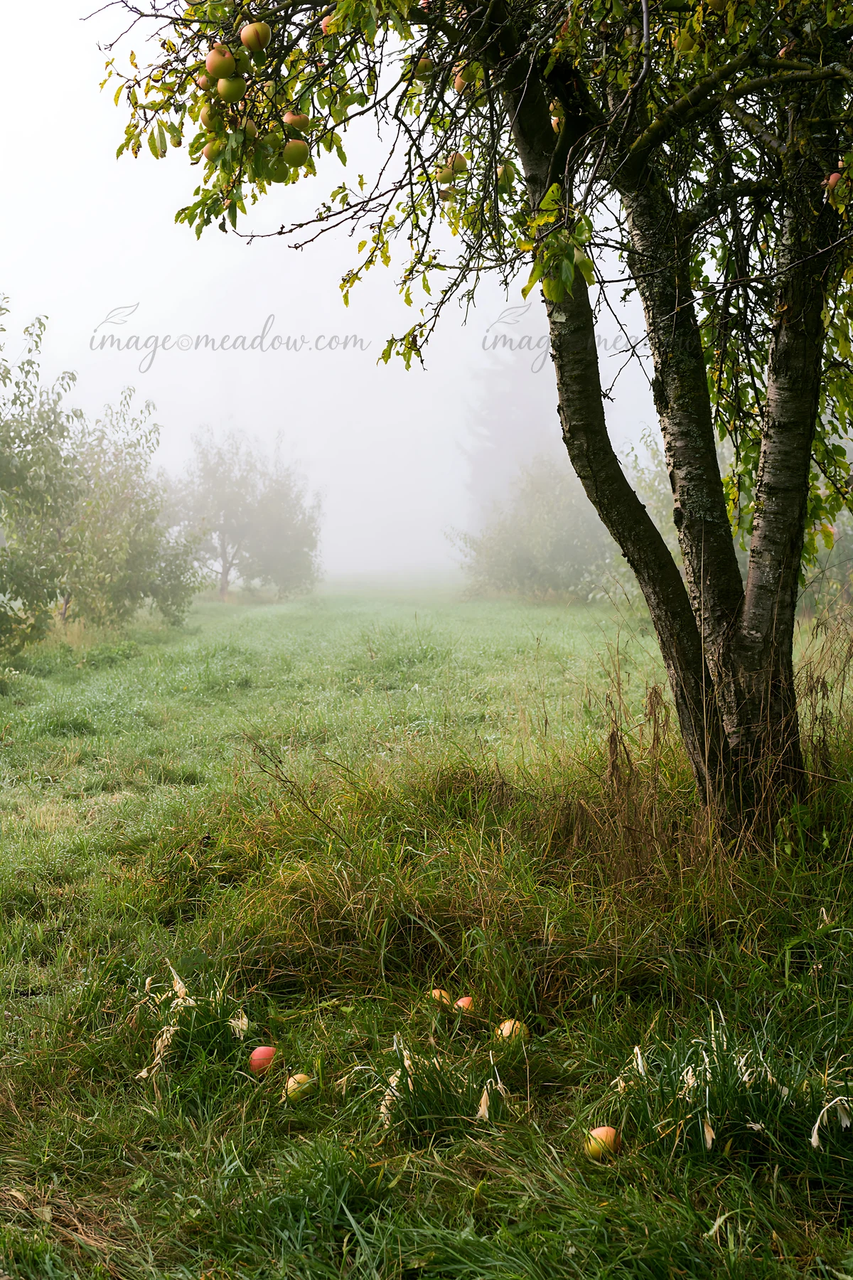 The scene shows a foggy orchard meadow with trees and scattered fallen apples on the grass. The atmosphere is filled with fog, creating a soft, muted landscape.