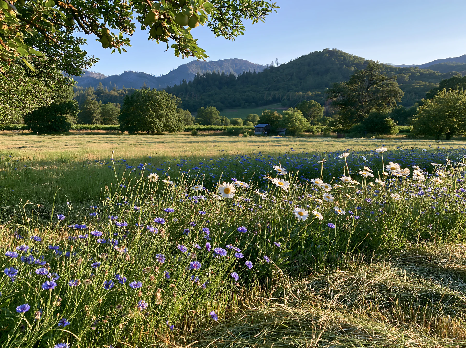 The scene shows a foothill orchard meadow filled with wildflowers. Trees surround the area, and the distant hills provide a backdrop. This setting captures a cl