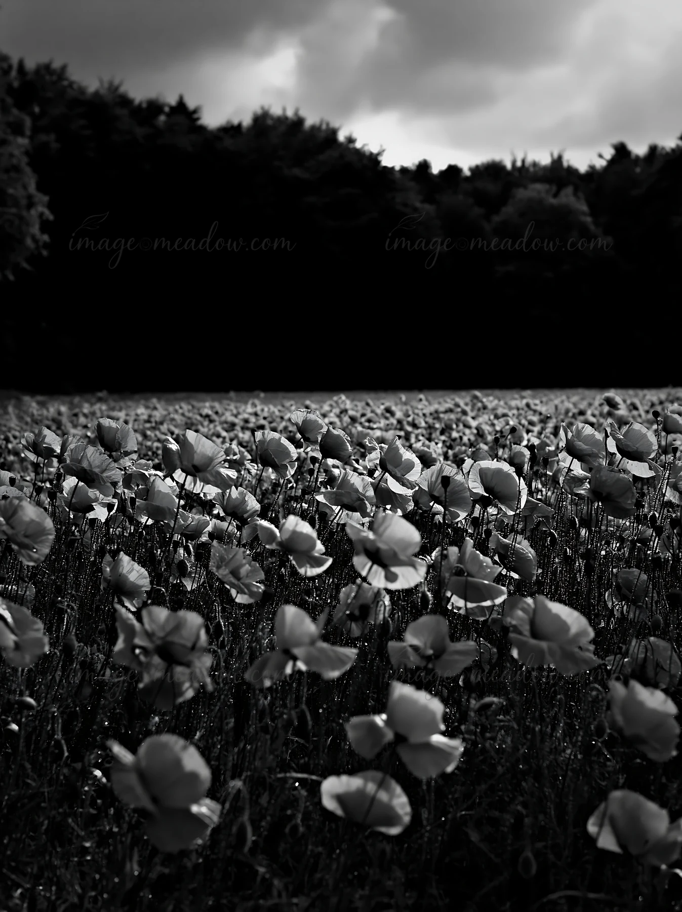 A large field of flowers is located at the edge of a forest. The flowers are arranged in rows, with dark trees visible in the background. The scene depicts a cl