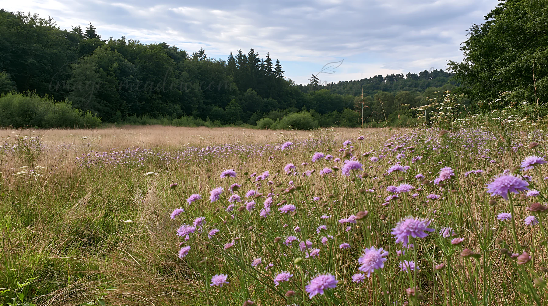 Wildflowers bloom in a meadow surrounded by trees. The open space showcases various plants under a cloudy sky. Nature thrives in this forest clearing during day