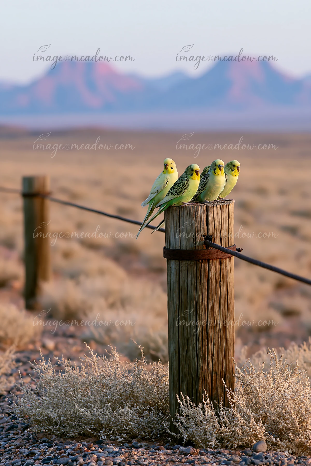 Four budgerigars sit on a wooden fence post in a barren area with mountains in the background.
